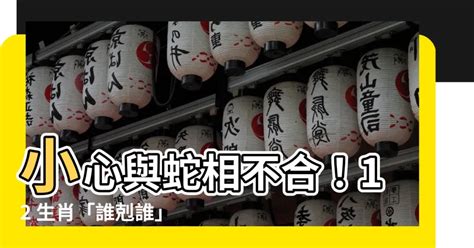 蛇跟豬|蛇要小心豬、虎！12生肖「誰剋誰」命理專家一次說清楚 